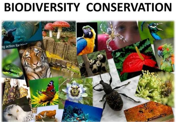 Biodiversity Conservation